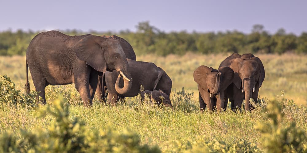 Parque Nacional Addo Elephant